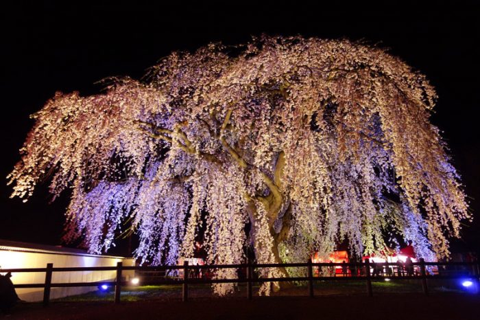 北斗市の法亀寺しだれ桜